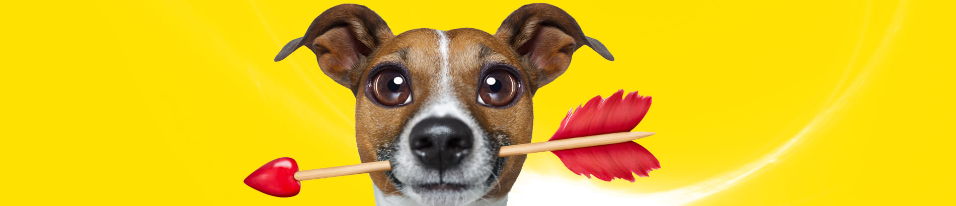 banner-dog banner-dog
