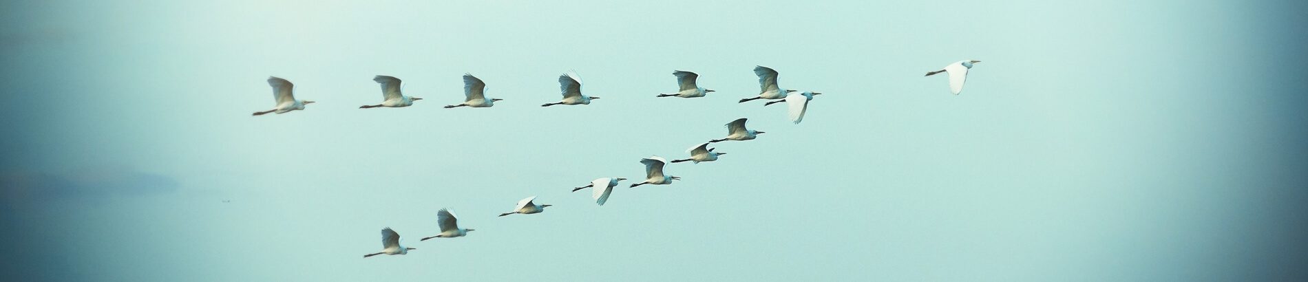 banner-birds banner-birds